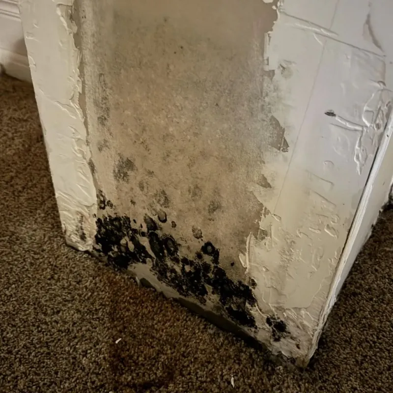 Professional Mold Removal in Goodyear, AZ